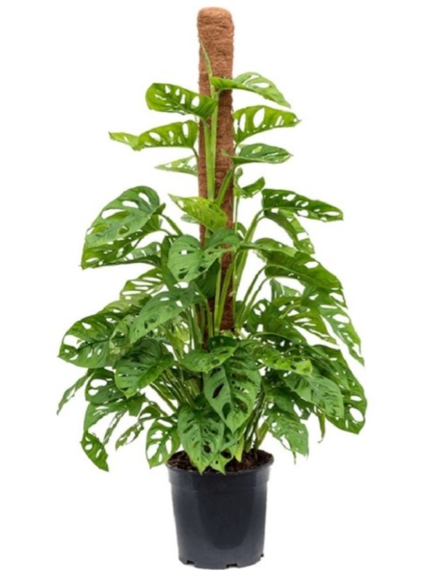 Monstera Olbiqua 60 cm