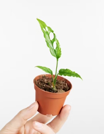 Monstera Olbiqua 15 cm