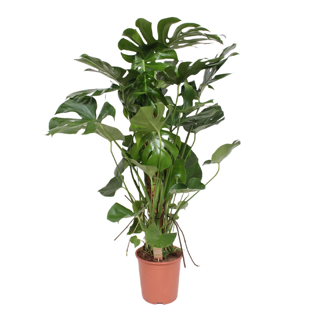 Monstera deliciosa 90 cm