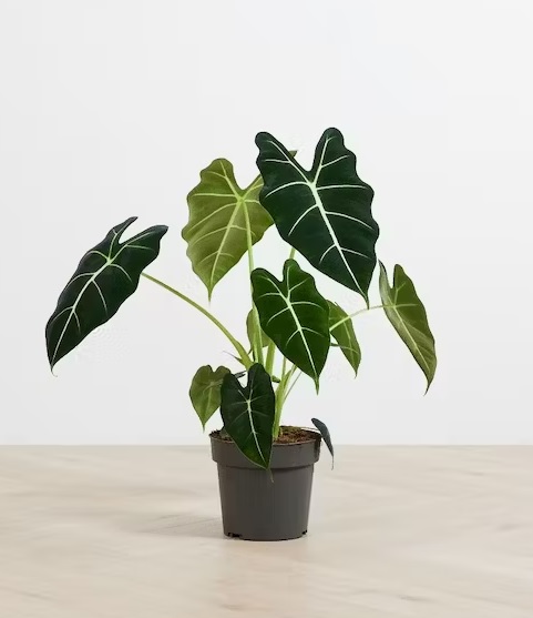 Alocasia micholitsiana freydek 25 cm