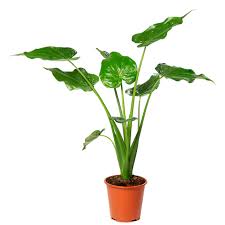 [1325] Alocasia cucullata 55 cm