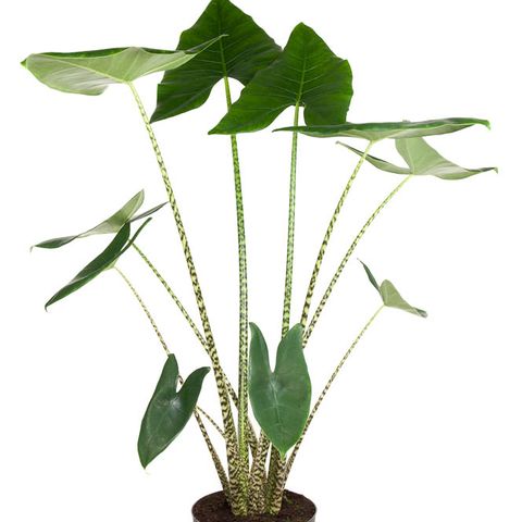 [11120] Alocasia Zebrina 120 cm