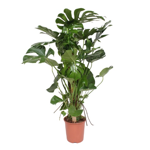 [2190] Monstera deliciosa 90 cm