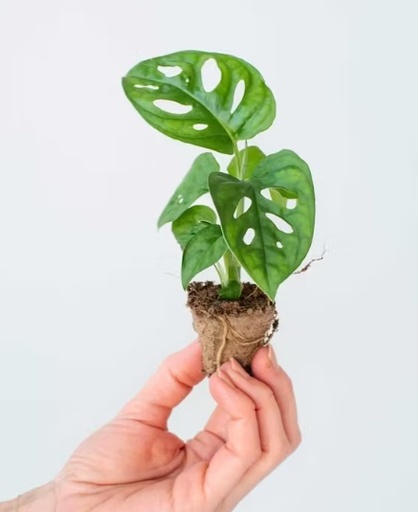 [2215] Monstera feuille de singe 15 cm