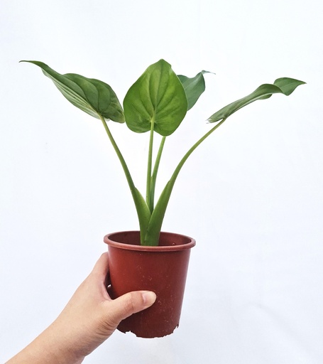 [1300] Alocasia cucullata baby