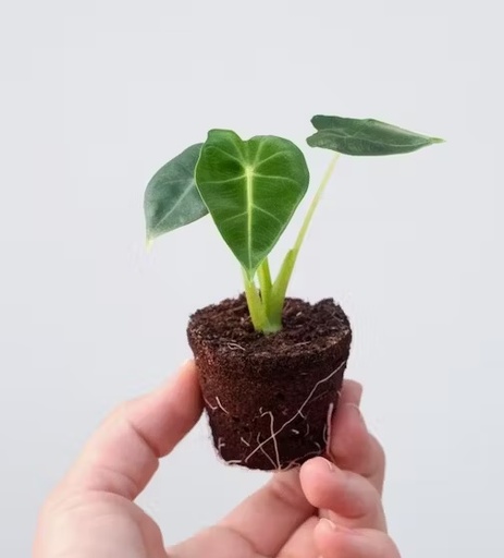 [1500] Alocasia micholitsiana freydek baby