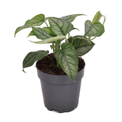 [2315] Monstera siltepecana 15 cm