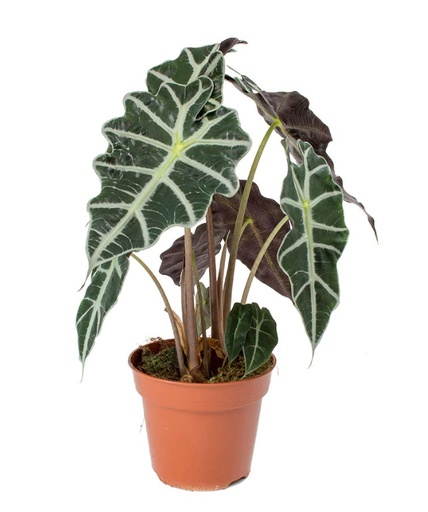 [1245] Alocasia amazonica polly 45 cm