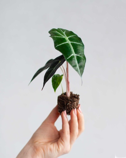 [1200] Alocasia amazonica polly baby