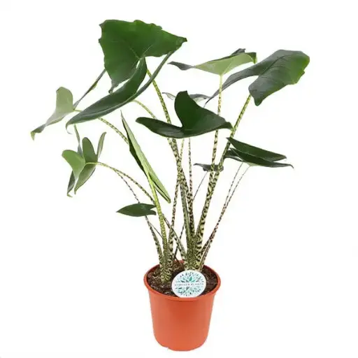 Alocasia Zebrina 90 cm