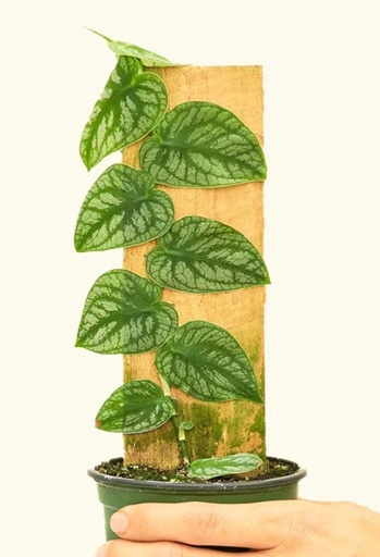 [2415] Monstera Dubia 15 cm