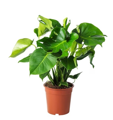 [2160] Monstera deliciosa 60 cm
