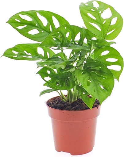 [2240] Monstera feuille de singe 40 cm