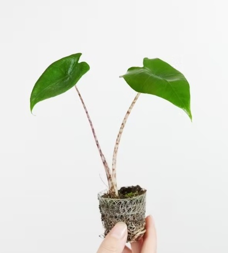 [1100] Alocasia zebrina baby