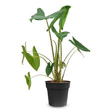 [1160] Alocasia Zebrina 60 cm