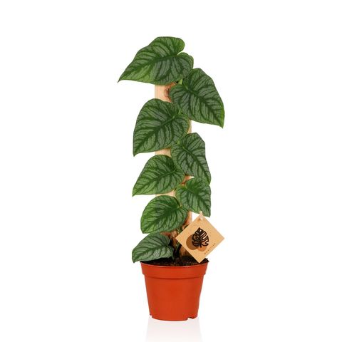 [2440] Monstera Dubia 40 cm