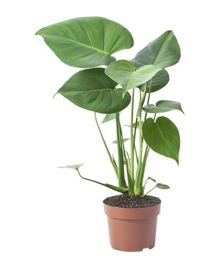 [2140] Monstera deliciosa 40 cm