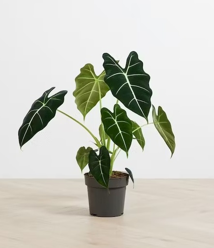 [1525] Alocasia micholitsiana freydek 25 cm