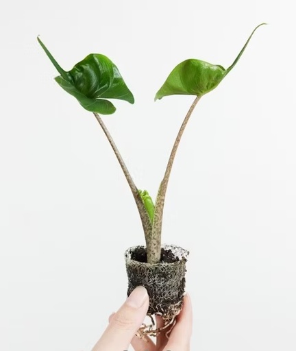 [1400] Alocasia Stingray baby