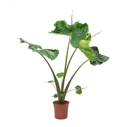 [1460] Alocasia Stingray 60 cm