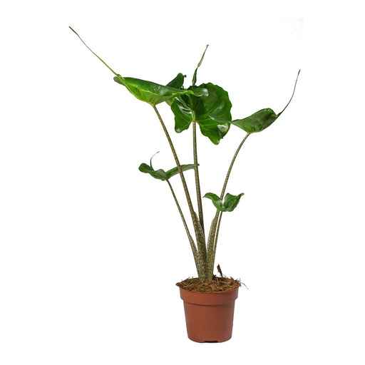 [1425] Alocasia Stingray 25 cm