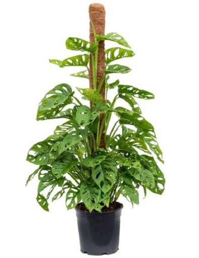 [2560] Monstera Olbiqua 60 cm